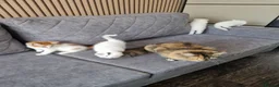 Mixed Breed cats for sale: 💥💥💥Siberian cross 💥💥💥 - Advert 2