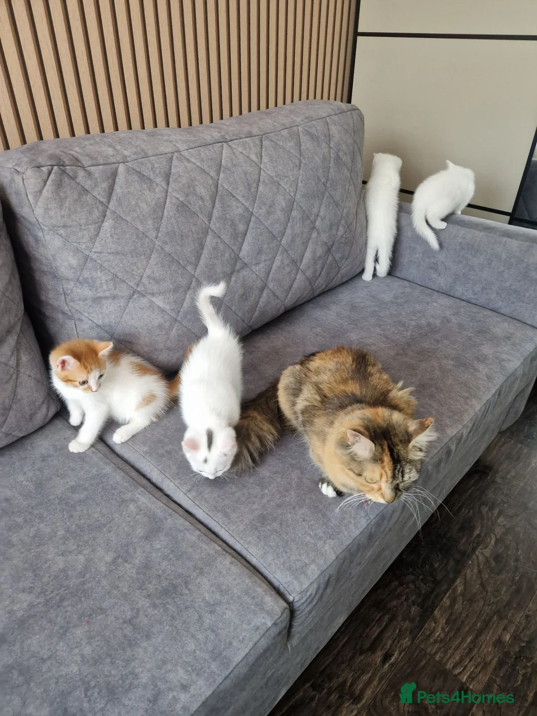 Mixed Breed cats for sale: 💥💥💥Siberian cross 💥💥💥 - Advert 2
