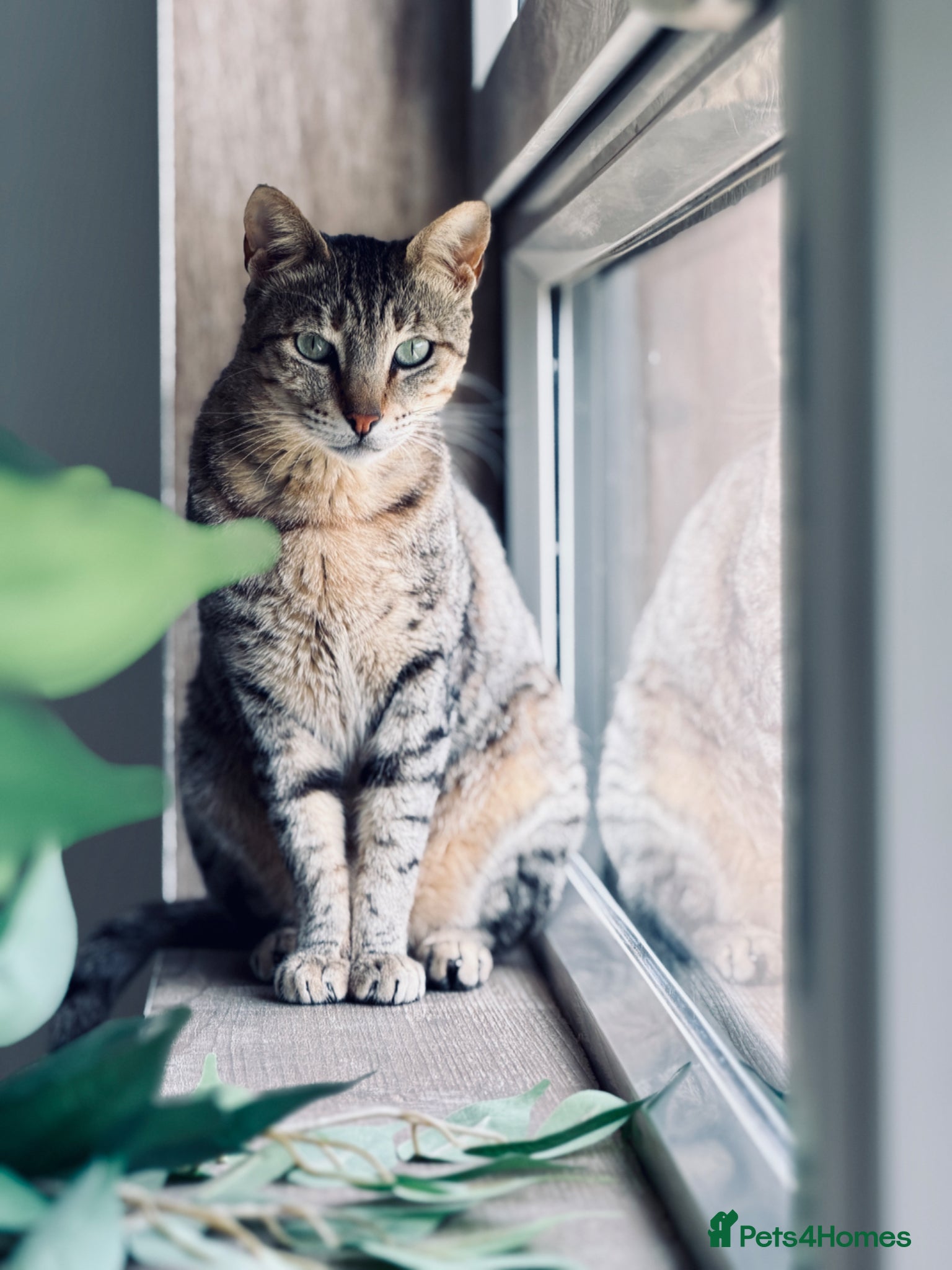 Arabian Mau cats Hera ♥️ (House Cat)  - Advert 2