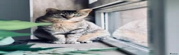 Arabian Mau cats for adoption: Hera ♥️ (House Cat)  - Advert 2
