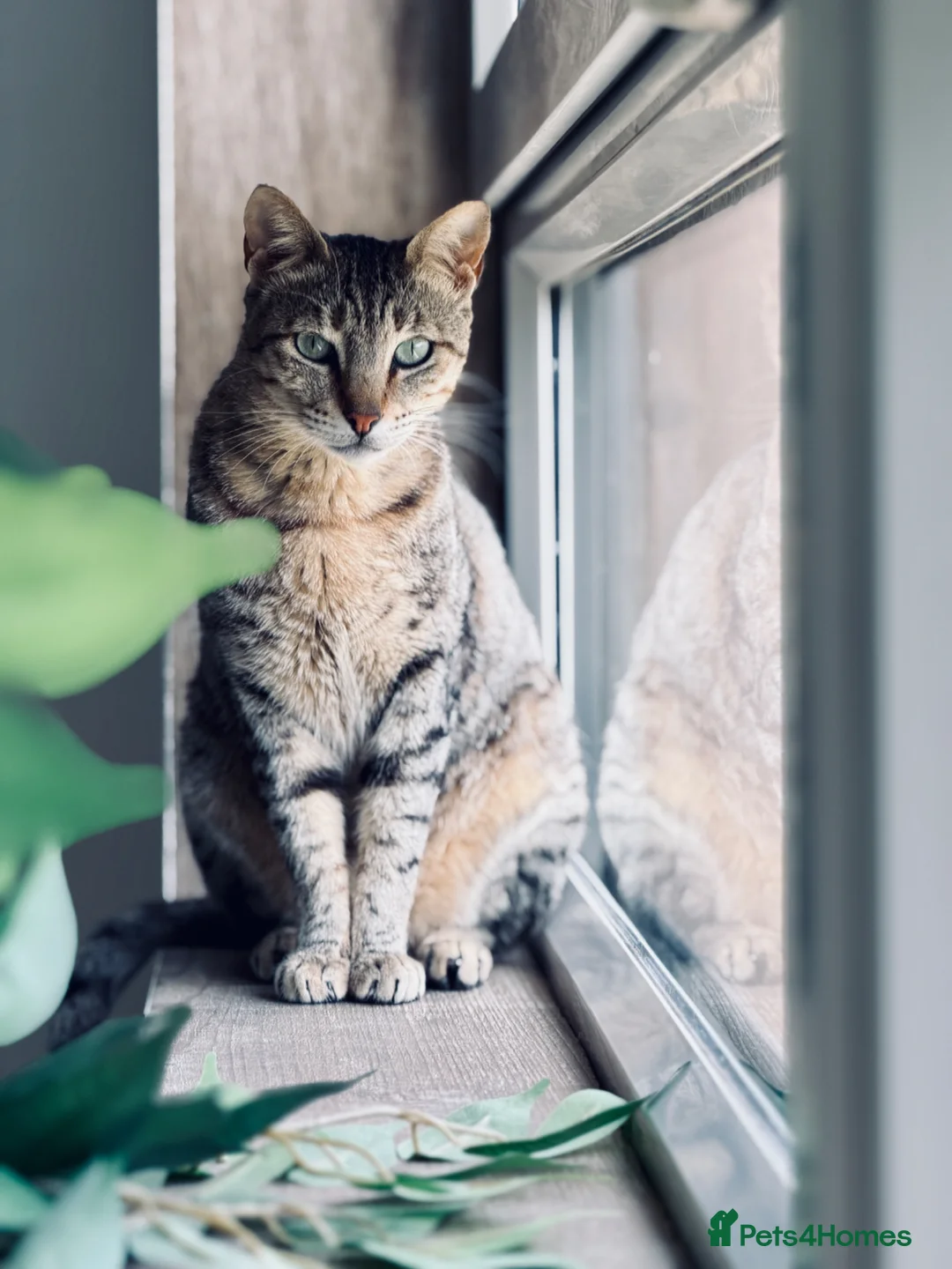 Arabian Mau cats for adoption: Hera ♥️ (House Cat)  - Advert 2