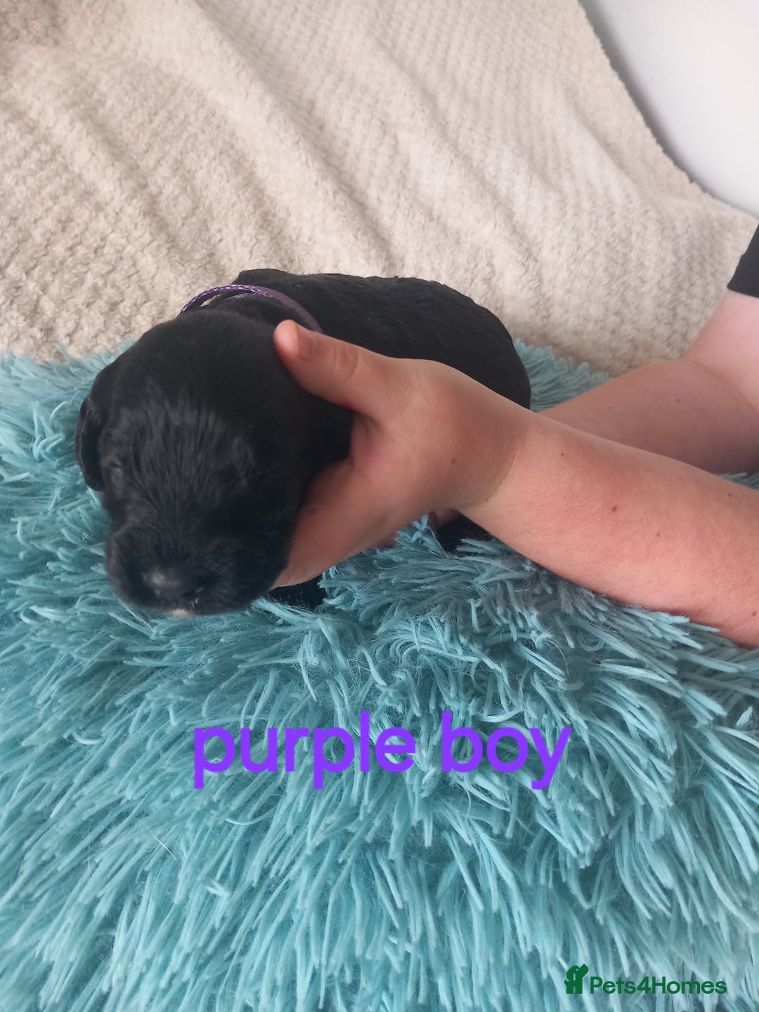 Cockapoo dogs for sale: Cockerpoo puppies  - Image 7