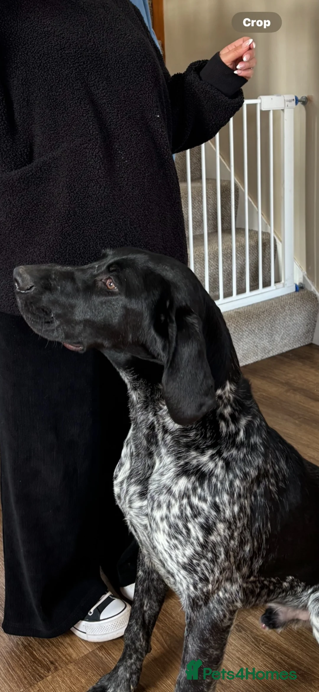 German Shorthaired Pointer dogs for sale: Make dog for sale 2 yrs okd - Advert 2