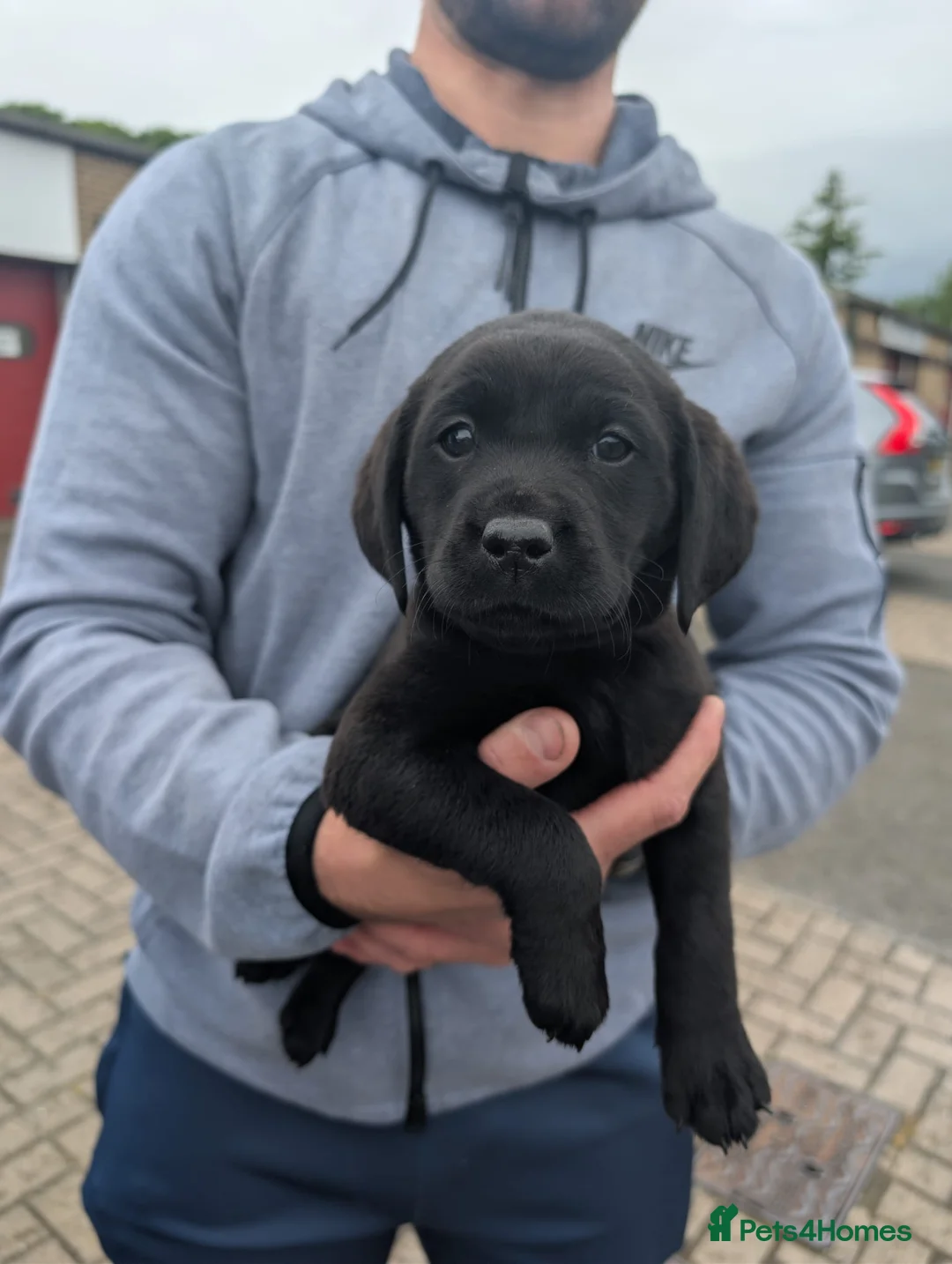 Labrador Retriever dogs for sale: Labrador Puppies  - Advert 2