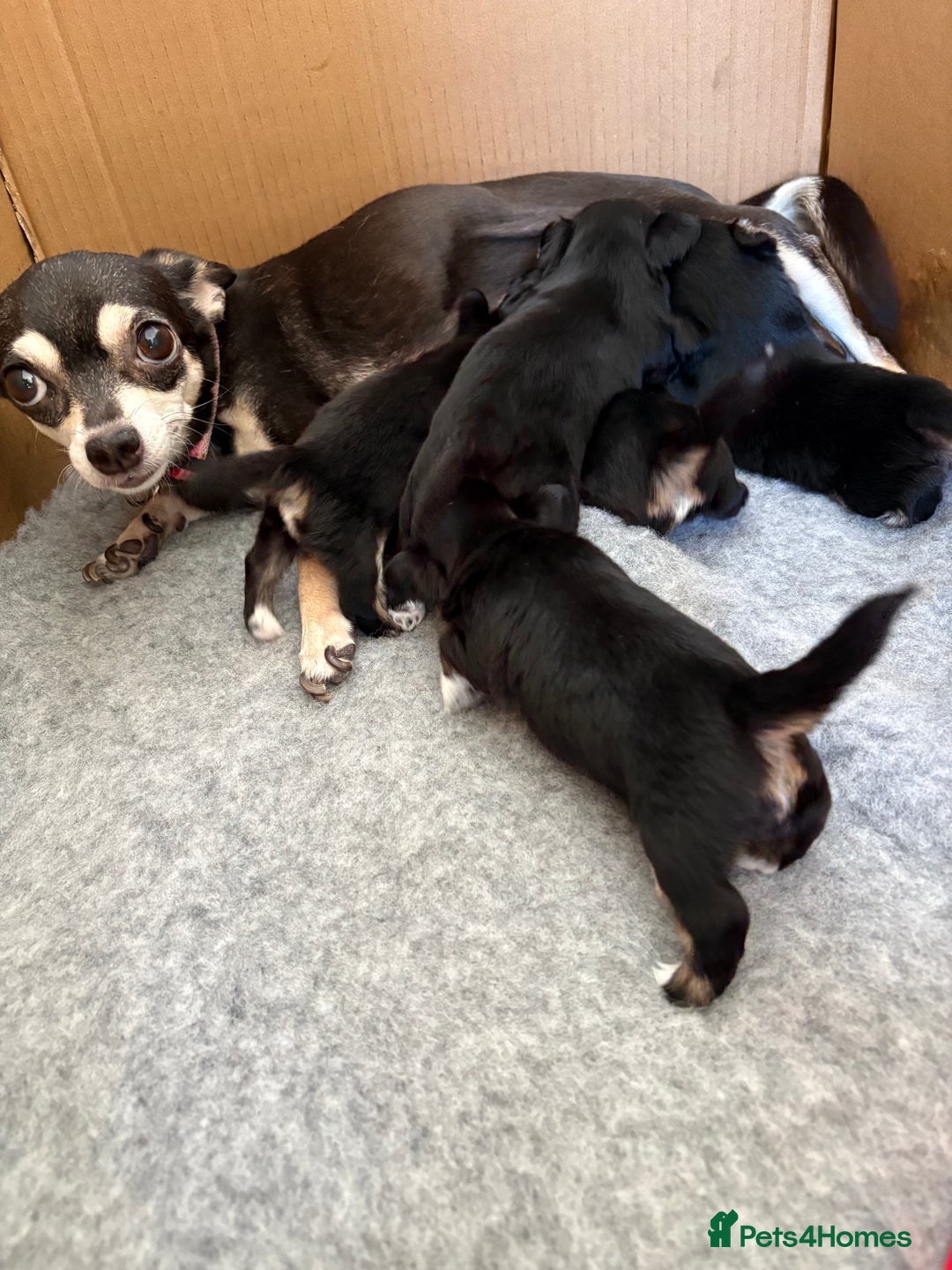 Mixed Breed dogs for sale: 5 health tested chihuahua x Lhasa female puppies - Advert 1