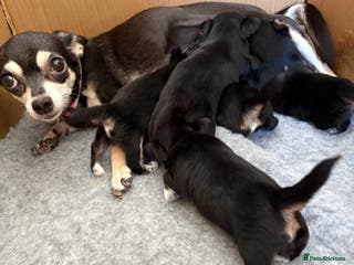 Mixed Breed dogs 5 health tested chihuahua x Lhasa female puppies - Advert 16