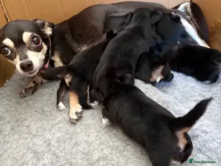 Mixed Breed dogs 5 health tested chihuahua x Lhasa female puppies - Advert 11