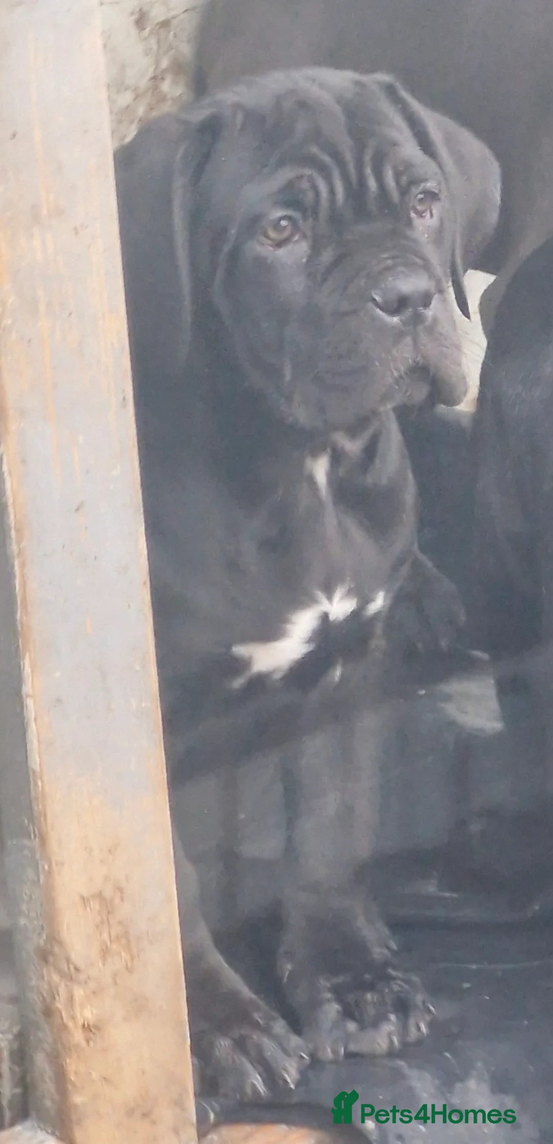 Cane Corso dogs for sale: EXCEPTIONAL PEDIGREE!! ONE BLUE GIRL AVAILABLE!! - Advert 21