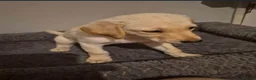 Mixed Breed dogs for sale: puppies - Advert 11
