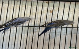 Budgerigars birds for sale: Adult budgies in Whitstable - Image 5