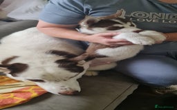 Siberian Husky dogs for sale: Siberian Husky for sale - Image 11