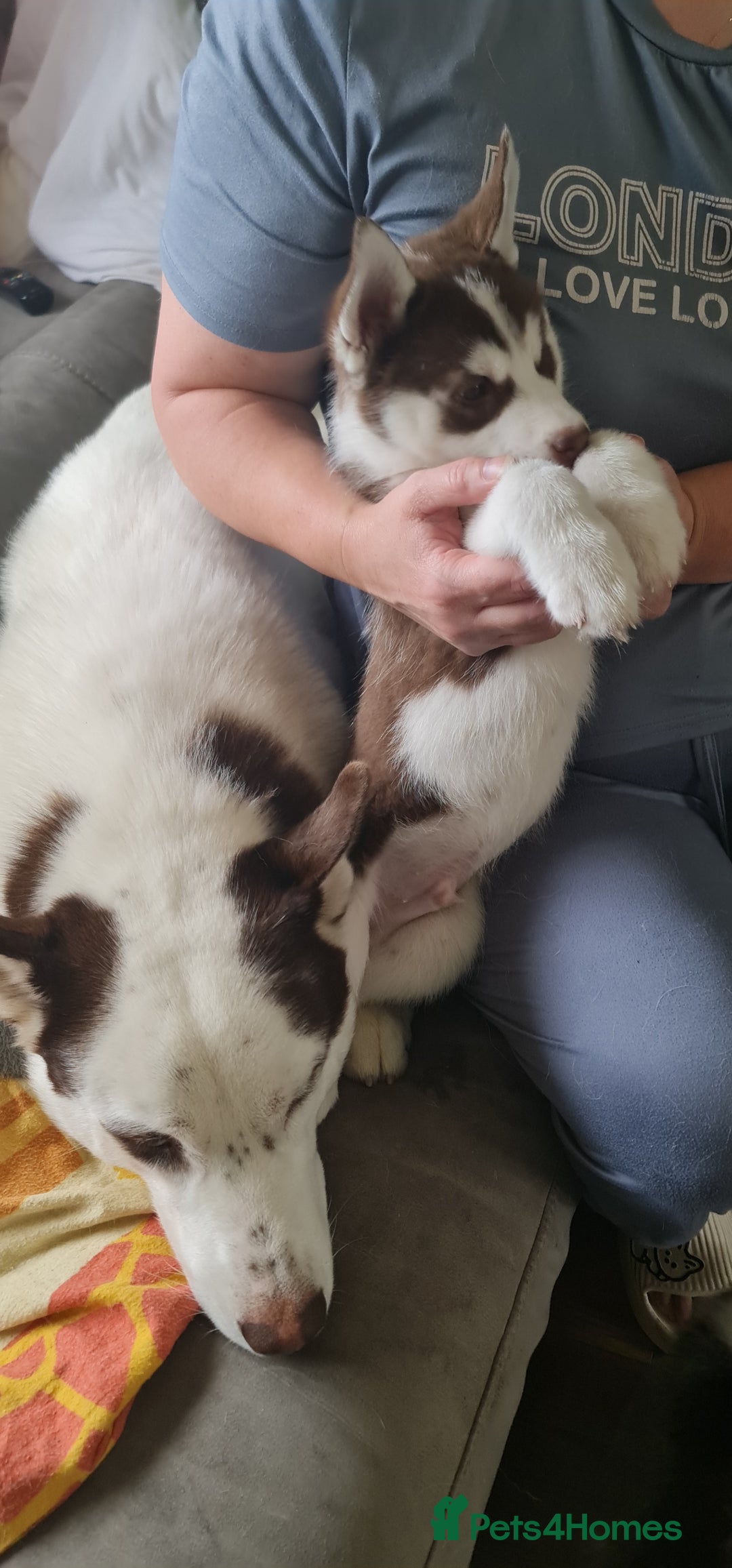 Siberian Husky dogs for sale: Siberian Husky for sale - Image 11