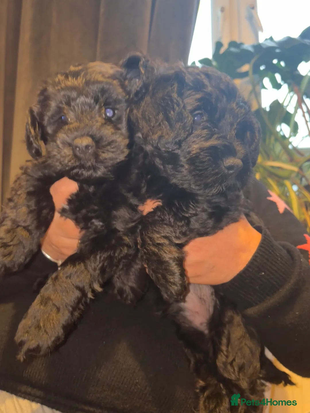 Schnoodle dogs for sale: 2 adorable black male schnoodle pups for sale - Advert 1