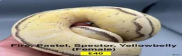 Python Snake reptiles for sale: Ball Pythons for Sale - Advert 3