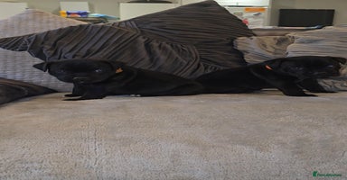 Staffordshire Bull Terrier dogs  STAFFORDSHIRE BULL TERRIERS PUPS  - Advert 8