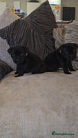 Staffordshire Bull Terrier dogs STAFFORDSHIRE BULL TERRIERS PUPS - Advert 6