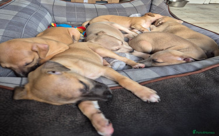 Whippet dogs - Advert 2
