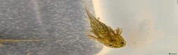 Axolotl reptiles for sale: Baby Axolotl  in Bexleyheath - Advert 4