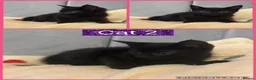 Mixed Breed cats for sale: 2 black female kittens ready now  - Advert 3