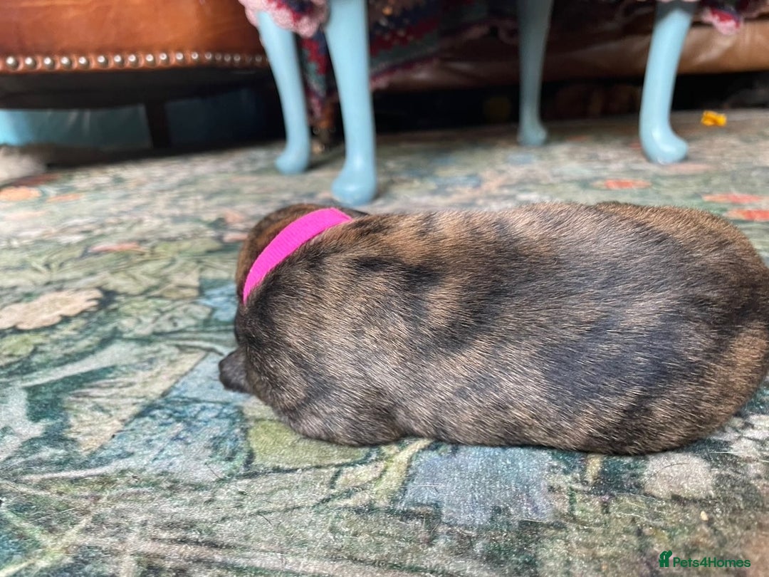 Lurcher dogs for sale: Quality Lurcher pups Deerhound/Grey Wheaten/Grey - Image 3