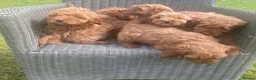 Cockapoo dogs for sale: Adorable cockerpoos puppies - Advert 6