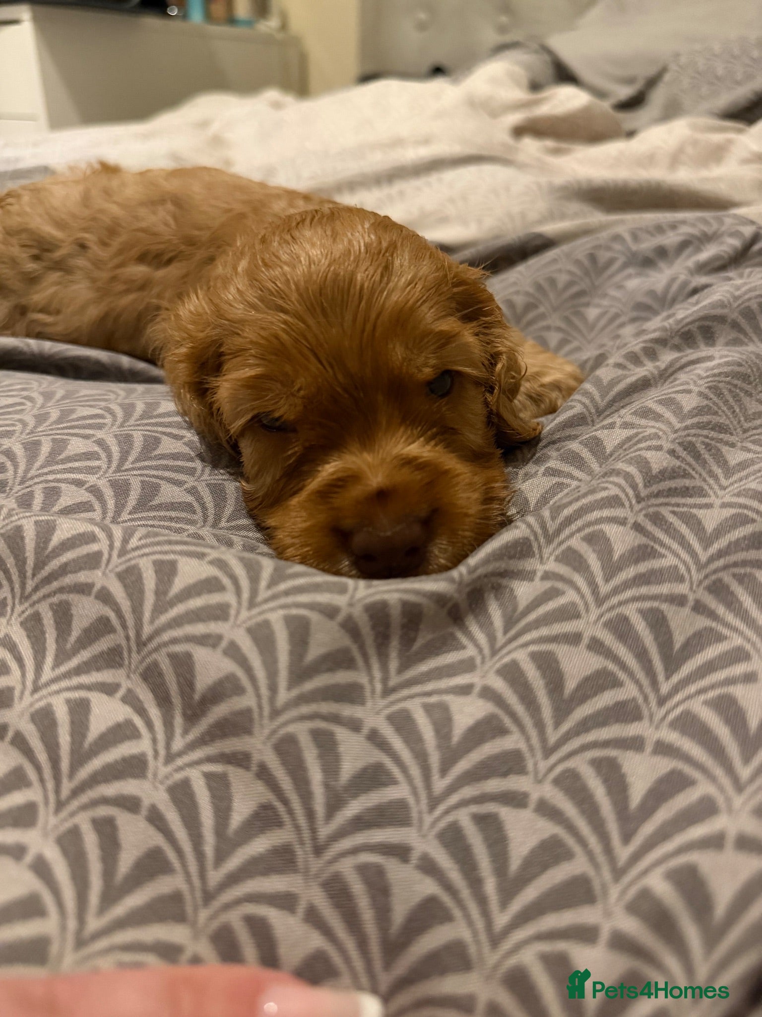 Cocker Spaniel dogs (4 left) KC show type cocker spaniel puppies - Advert 16