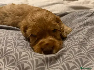 Cocker Spaniel dogs (4 left) KC show type cocker spaniel puppies - Advert 16