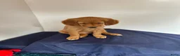 Golden Retriever dogs for sale:  Beautiful red golden retrievers 2 girls  2 boys - Advert 8