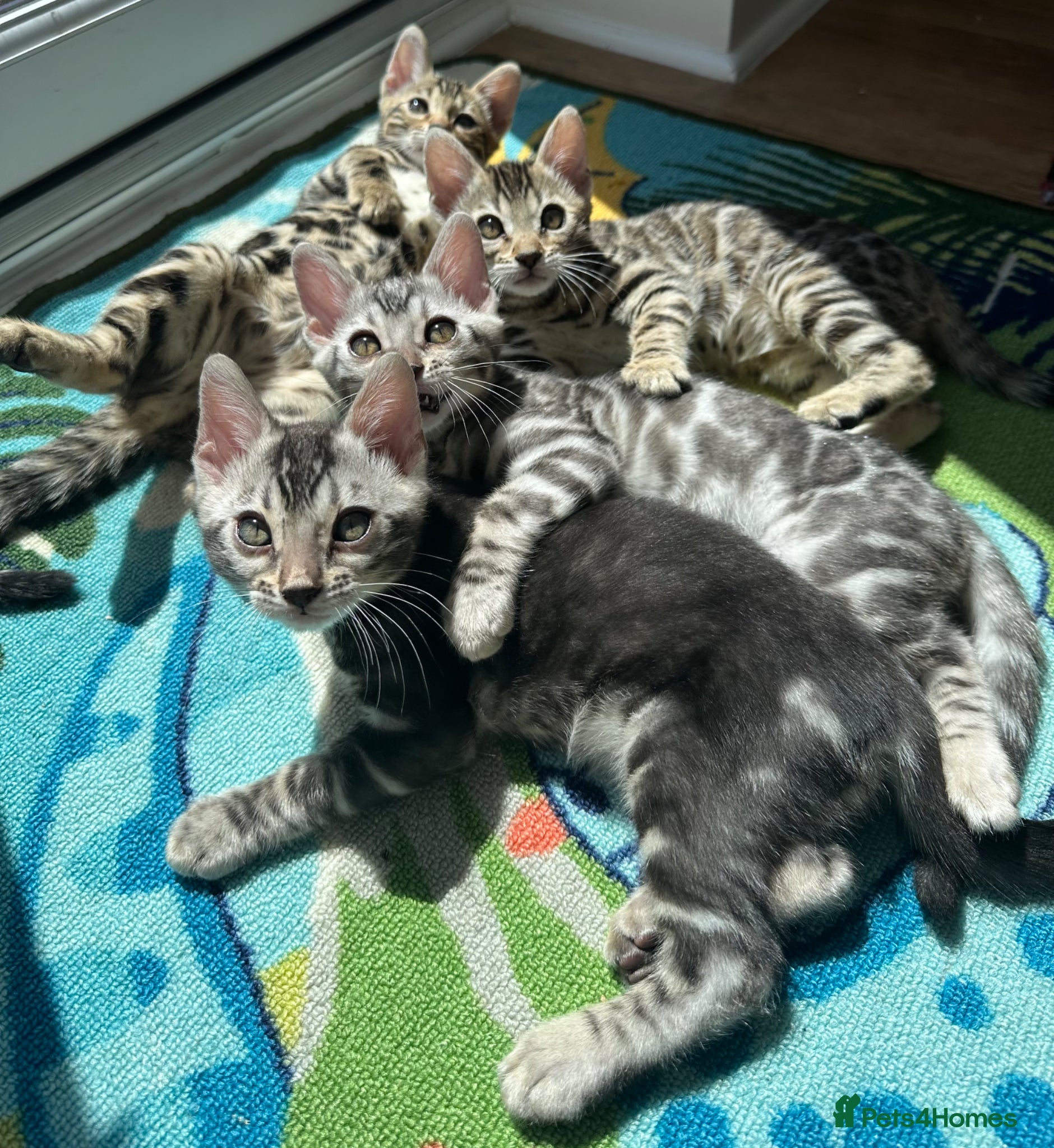 Bengal cats Bengal kittens for sale - Advert 13