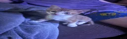 Mixed Breed cats for sale: Beautiful Kittens looking for loving home  - Advert 6