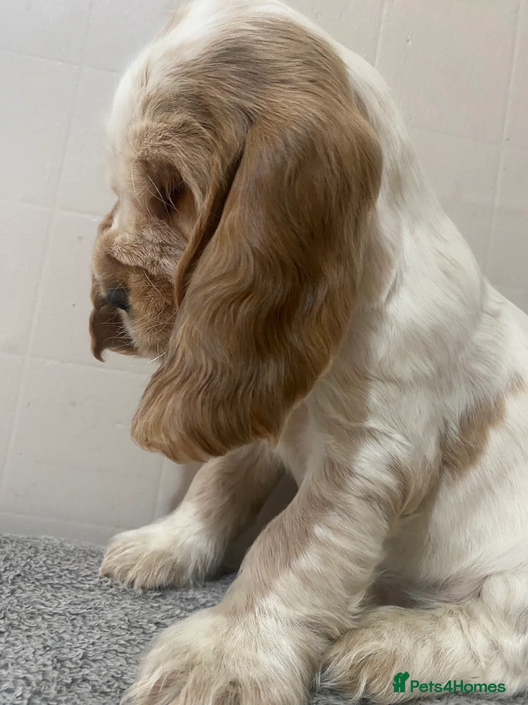 Cocker Spaniel dogs for sale: ‘Show Type’ Cocker Spaniel Puppies. KC Registered. - Advert 2