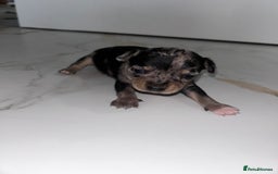 Chihuahua dogs for sale: 3/4 chihuahua 1/4 jack russell - Image 12