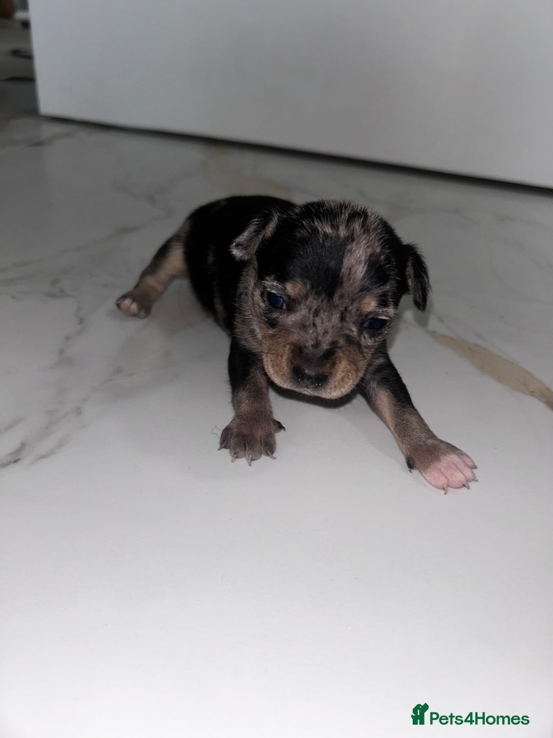 Chihuahua dogs for sale: 3/4 chihuahua 1/4 jack russell - Image 12