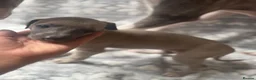 Whippet dogs for sale: KC registered whippet puppy’s  - Advert 11