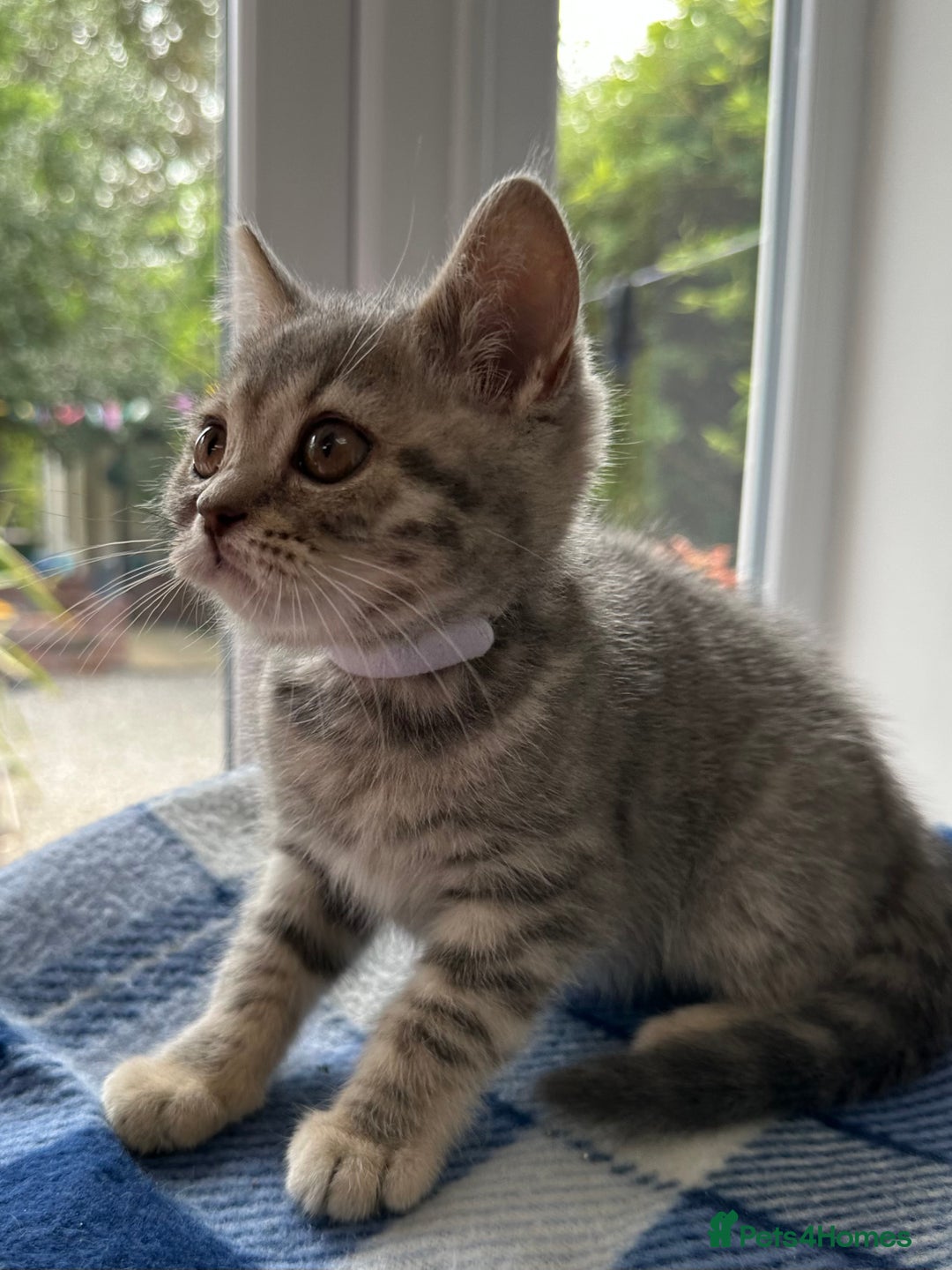 British Shorthair cats for sale: Purebred British Shorthair Grey Stripe Kittens - Image 16