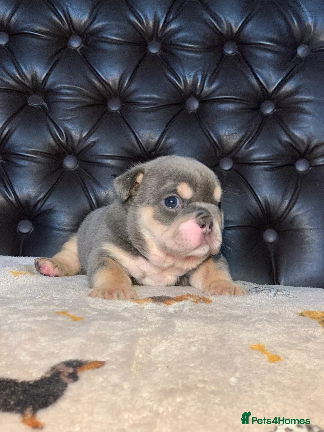 English Bulldog dogs for sale: Beautiful pedigree English bulldogs pups - Advert 1