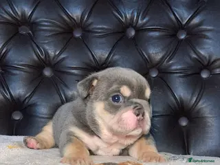 English Bulldog dogs Beautiful pedigree English bulldogs pups - Advert 2