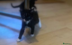 Mixed Breed cats for sale: Beautiful kittens  - Image 9