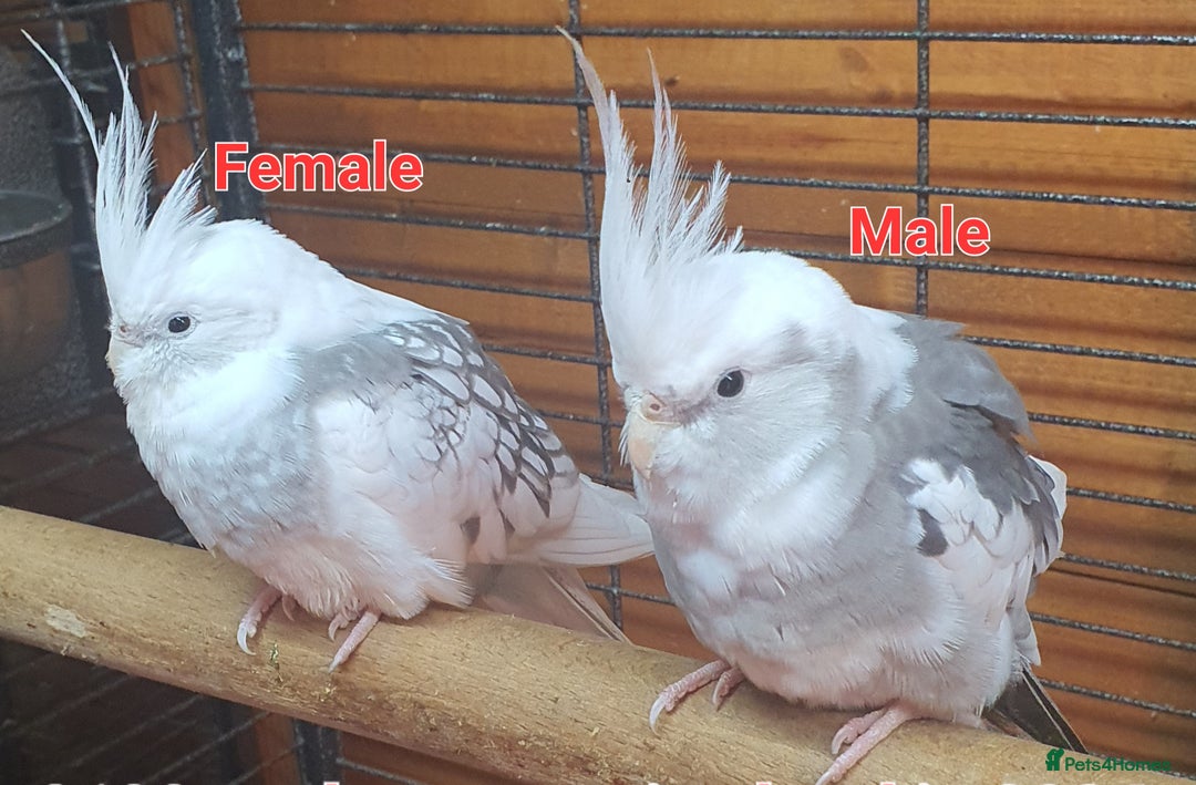 Parrots birds for sale: Beautiful Cockatiels pair in Bradford - Image 1