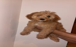 Cavapoo dogs for sale: F1 Cavapoo’s 2 females (sisters)  - Image 4