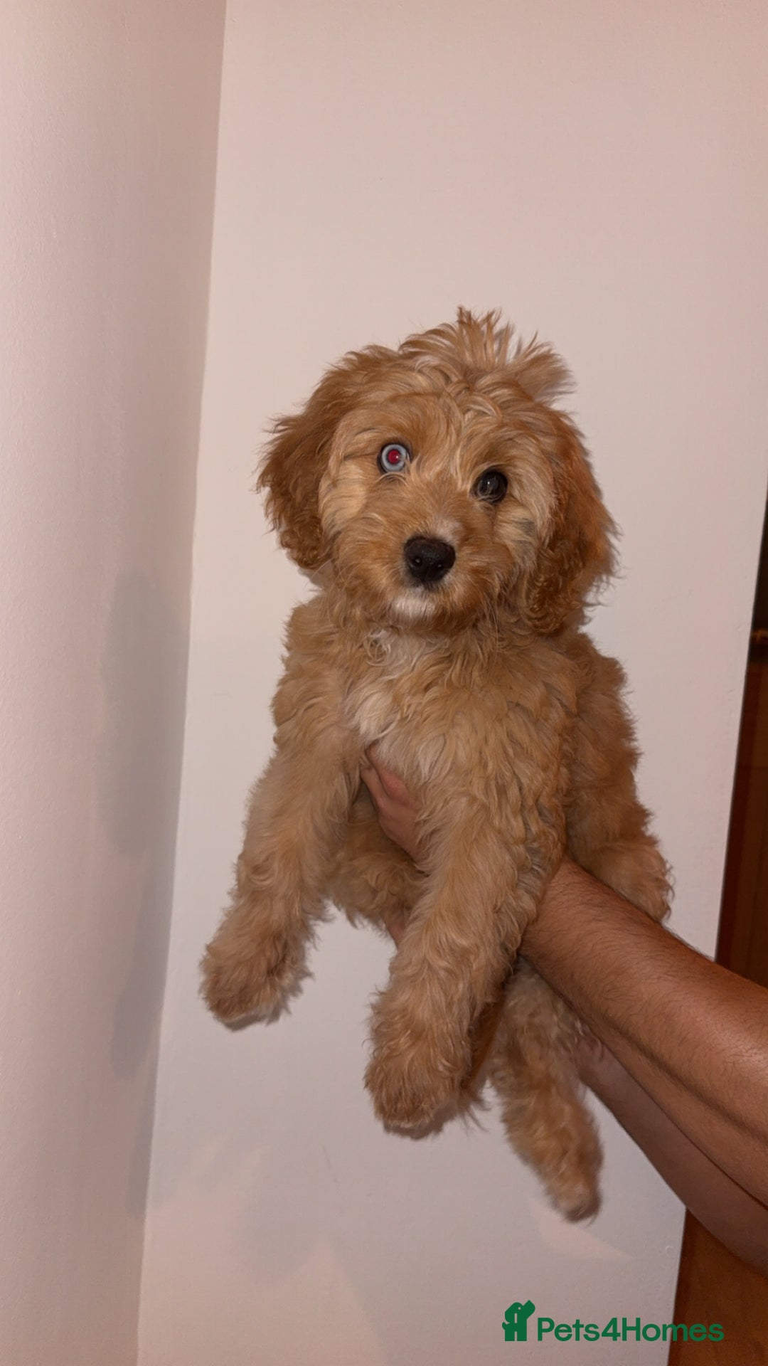 Cavapoo dogs for sale: F1 Cavapoo’s 2 females (sisters)  - Image 4