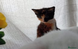 Domestic Shorthair cats for sale: 2 kittens looking for loving homes  - Image 3