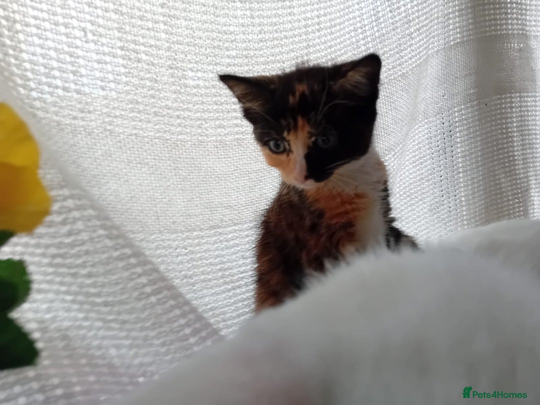 Domestic Shorthair cats for sale: 2 kittens looking for loving homes  - Image 3