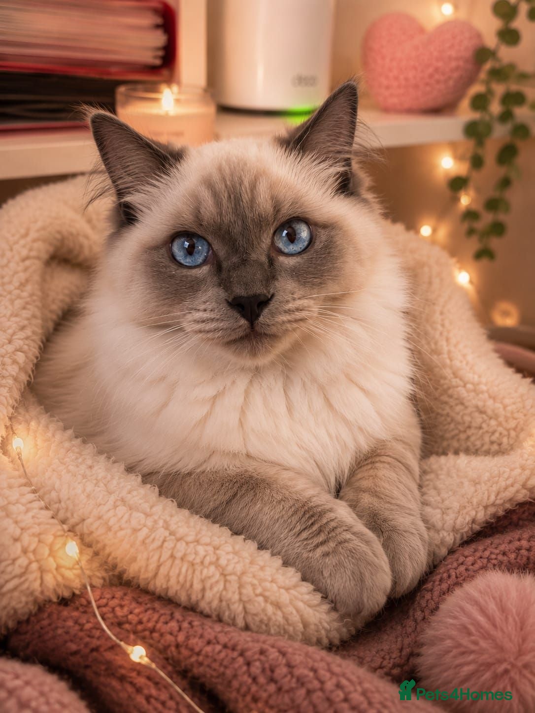 Ragdoll cats STILL WAITING  - Advert 3