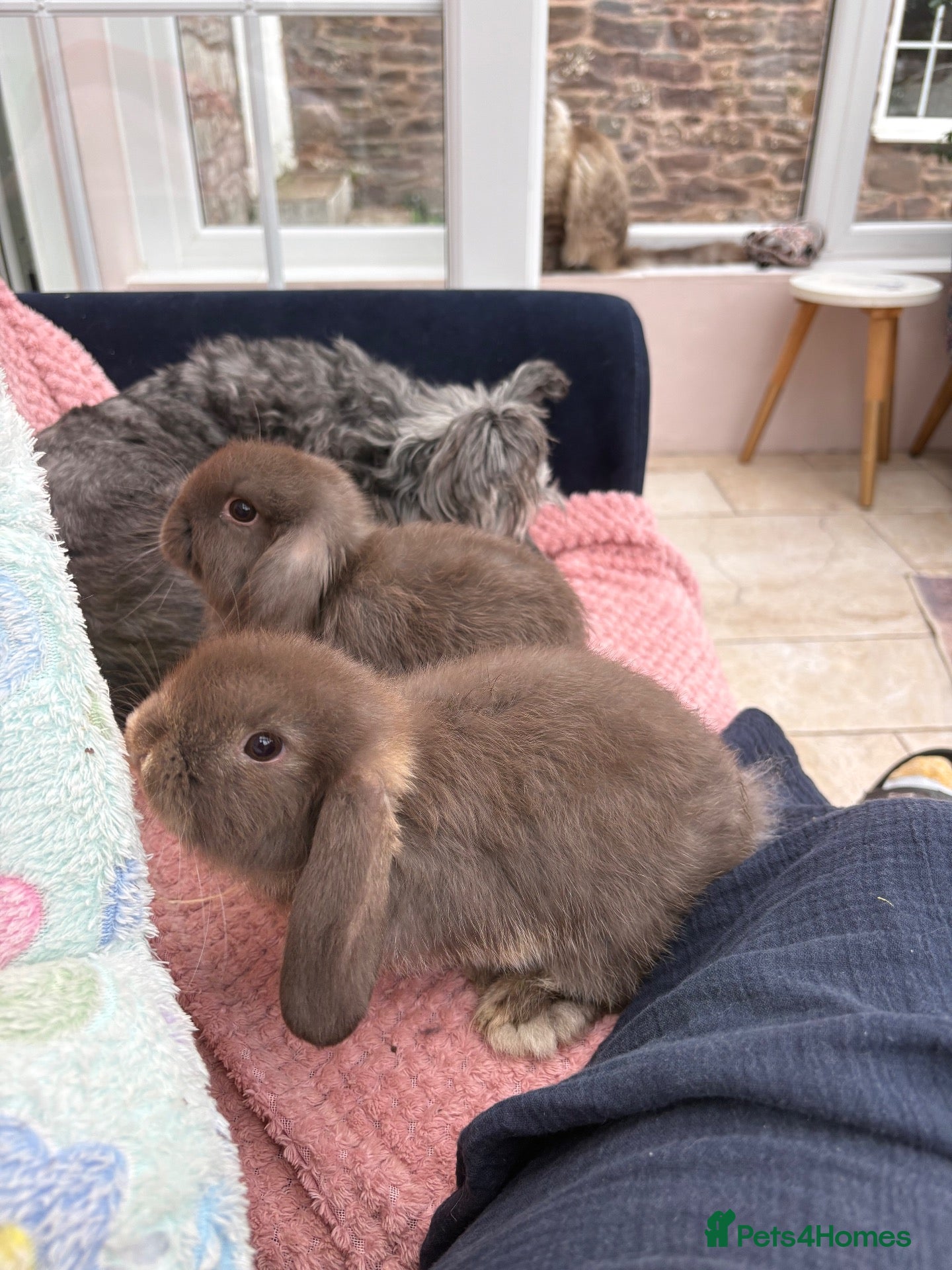 Mini Lop rabbits Mini lops-raised indoors-vaccinated  - Advert 2