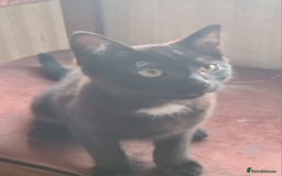 Mixed Breed cats for sale: 2 little baby's ready for their forever homes - Advert 6