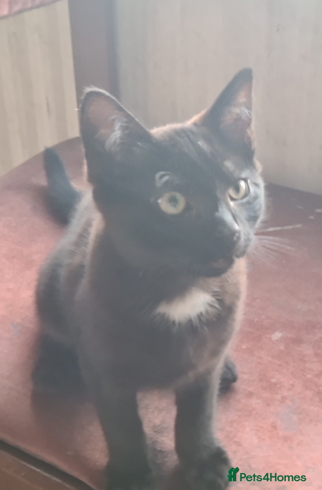 Mixed Breed cats for sale: 2 little baby's ready for their forever homes - Advert 6