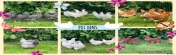 Chickens poultry for sale: Point of lay chickens LAYING HENS - Advert 1
