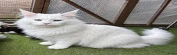 Maine Coon cats for sale: MAINE COON CROSS FEMALE KITTEN - Advert 4