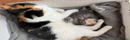 Mixed Breed cats for sale: Two beautiful female kittens - Advert 7